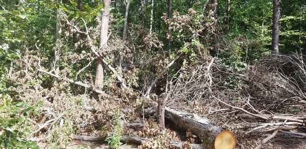 Trees growing in forest