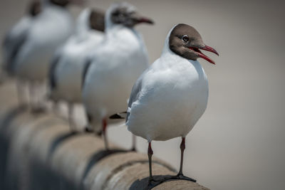 Close-up of seagull perching