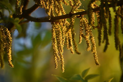 Close-up of flowering plant against tree