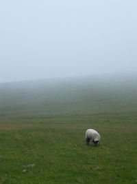 Sheep in a field