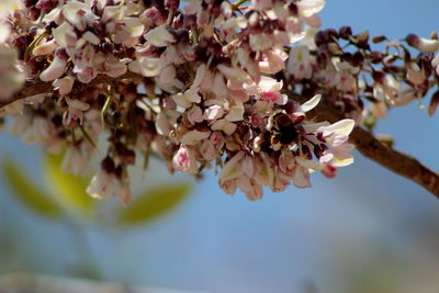 Close-up of flowers blooming on tree