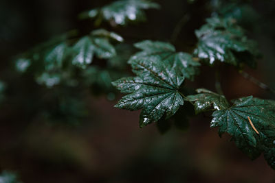 Close-up of frozen plant during winter