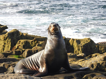 Close-up of sea lion on beach