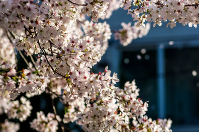 Close-up of cherry blossom tree