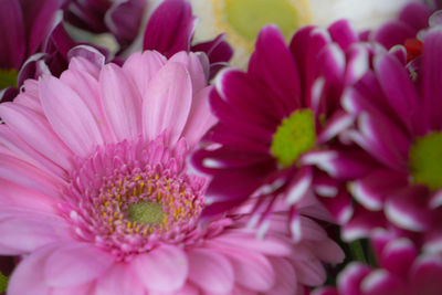 Close-up of pink flowers blooming outdoors