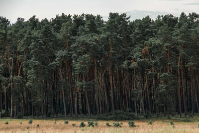 Trees in forest