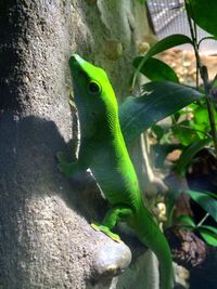 Close-up of lizard