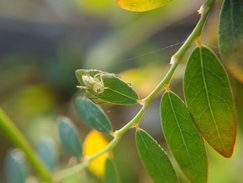 Close-up of spider on web