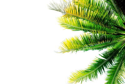 Low angle view of palm tree against clear sky