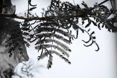 Low angle view of plant