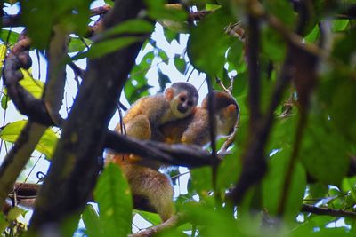 Spider monkey, ateles geoffroi, mother and baby endangered, in tropical jungle trees of costa rica. 