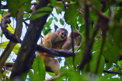 Close-up of monkey on tree