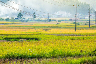 Scenic view of field against sky