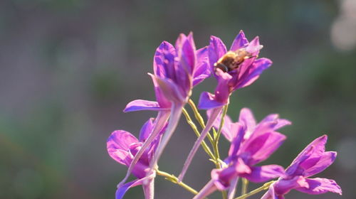 Close-up of bee pollinating on purple flower