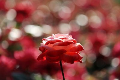 Close-up of pink flower blooming outdoors