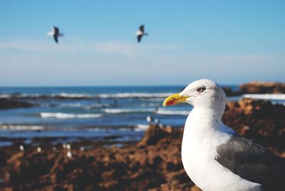 Close-up of seagull at sea shore