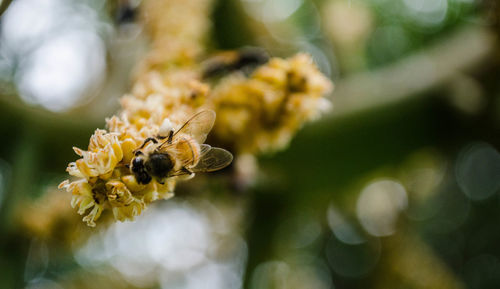 Close-up of bee on flower