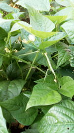 Close-up of fresh green plant