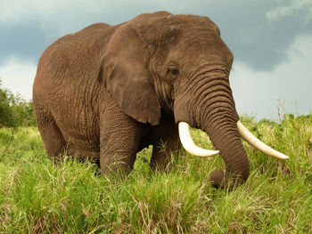 The african bush elephant