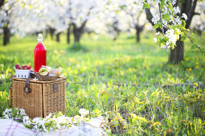 Red chili peppers in basket on field