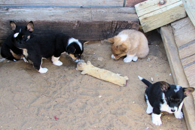 High angle view of dog