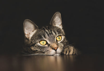 Close-up portrait of a cat over black background