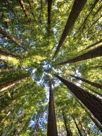 Low angle view of bamboo trees in forest