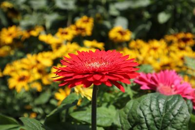 Close-up of red flowering plant