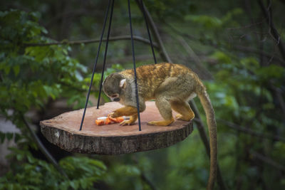 Monkey eating food on tree