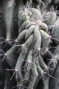 Close-up of spiked plant