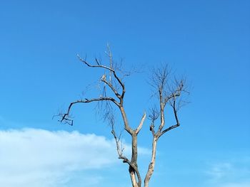 Low angle view of bare tree against blue sky