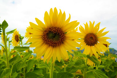 Sunflowers blooming on field against sky