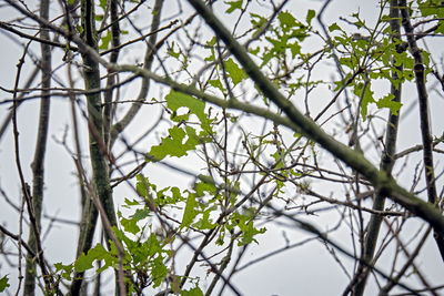 Low angle view of tree against sky