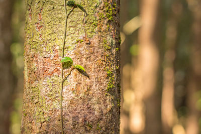 Close-up of lizard on tree trunk in forest