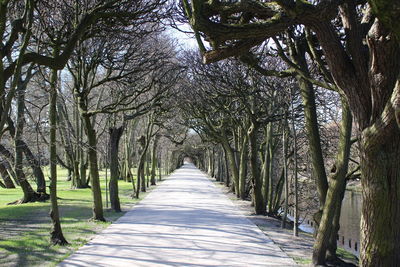 Trees in sunlight