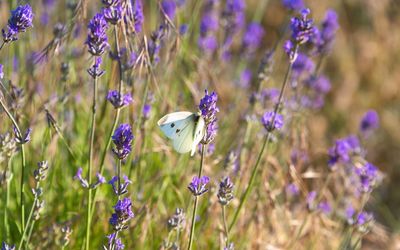 Close-up of butterfly pollinating on purple flower