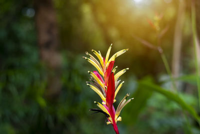 Close-up of flowering plant