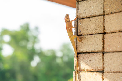 Close-up of a lizard on wall