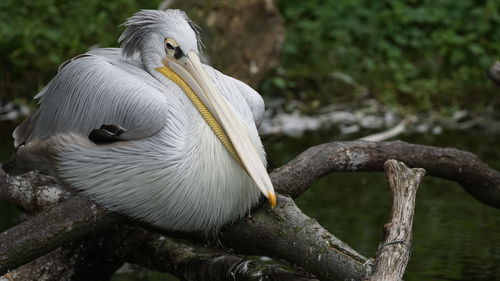 Close-up of pelican perching on branch