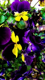 Close-up of purple crocus blooming outdoors