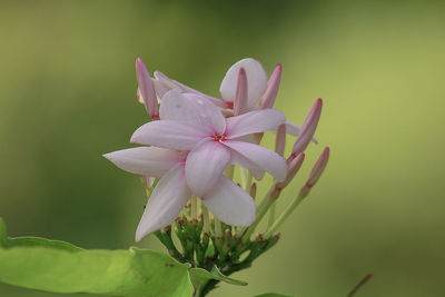 Close-up of pink flowering plant