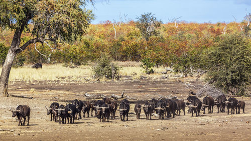 Horses on a field