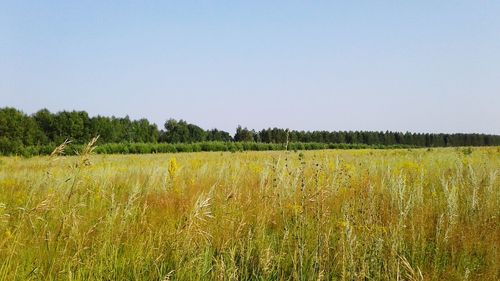 Scenic view of field against clear sky