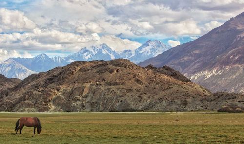 Horses grazing in a field