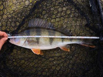 Close-up of hand holding fish