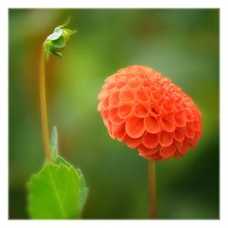 Close-up of flower blooming outdoors