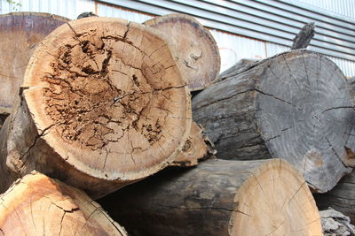 Close-up of logs in forest