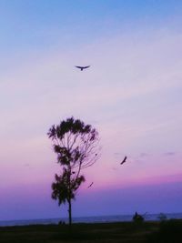 Silhouette bird flying in sky