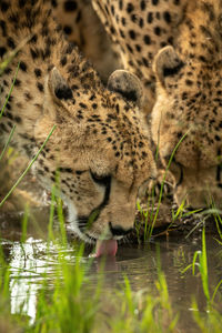 Close-up of cheetahs drinking from grassy puddle