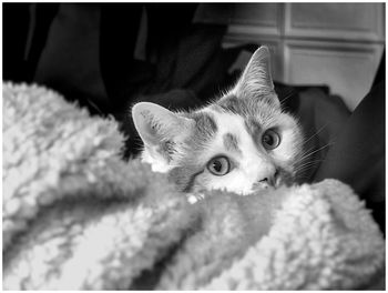 Close-up of cat